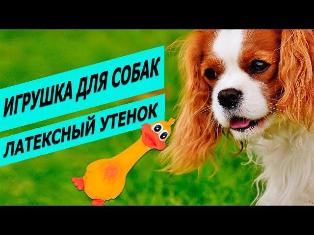 Игрушка для собак утенок латексный Трикси | Обзор игрушки утенка | Trixie Duck fore dogs review