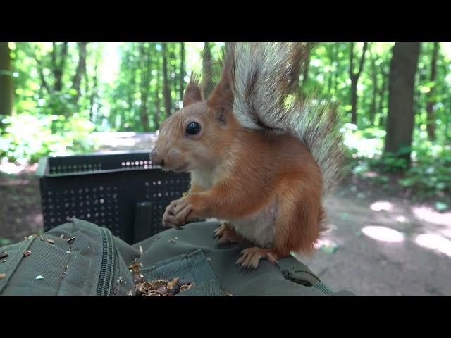 Я не узнал Белку-строителя / I didn't recognize Construction Squirrel.