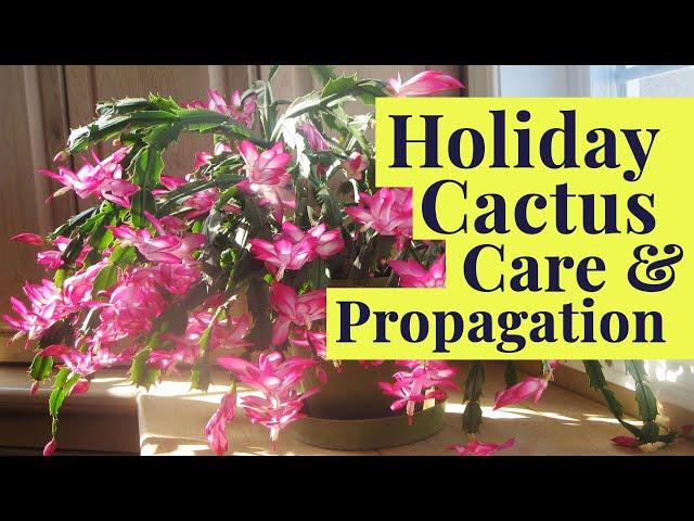 Holiday Cactus Tips, Tricks & Blooming Secrets! Schlumbergera Care