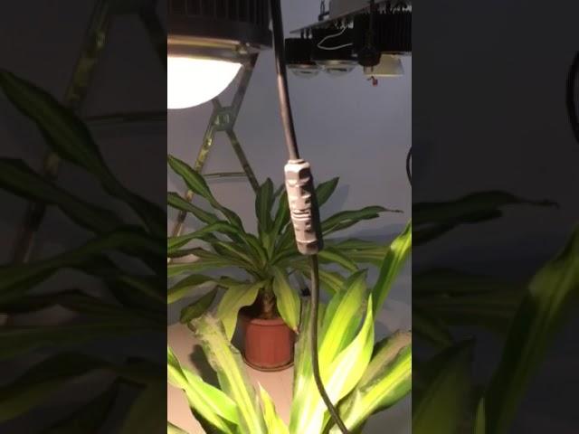 KingBrite Growing light with original CREE cxb3590 cob