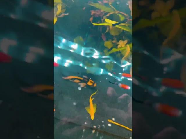 #aquarium #aquahobby #fish #акваріум #акваріумнагосподарка