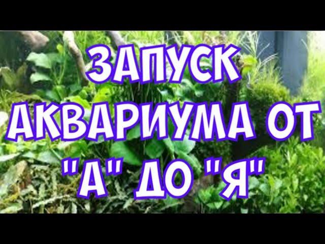 Запуск аквариума от "А" до "Я"