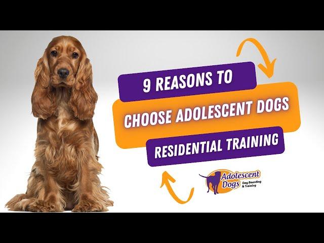 9 Reasons to Choose Adolescent Dogs Residential Dog Training