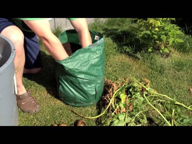 Do Potato Bags Work in the Alberta Urban Garden