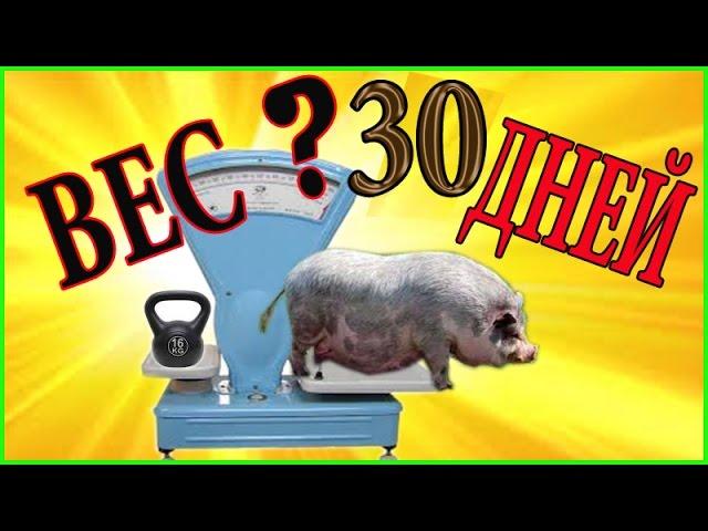 Вес поросенка  30 дней Зауральское подворье