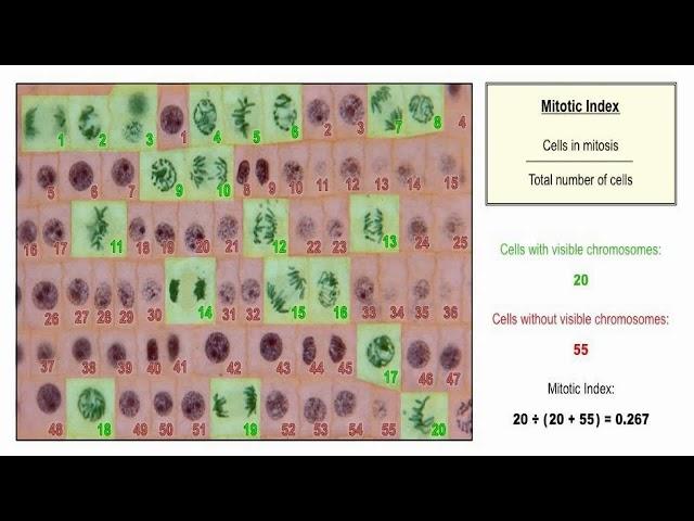 Calculate Mitotic Index and Mitotic Inhibition