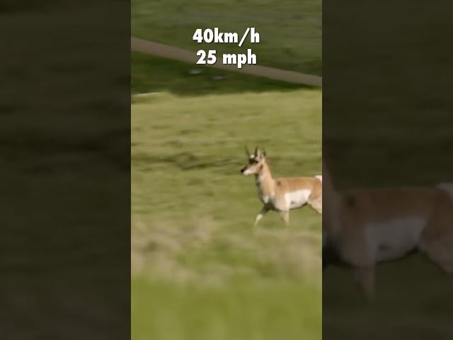 Speedy Boys! #shorts