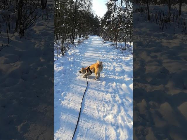 Просто прогулка акиты