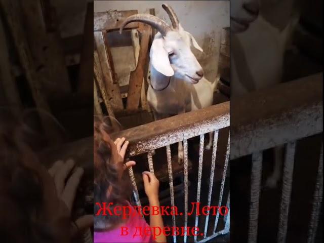Жердевка. Лето в деревне. #shorts