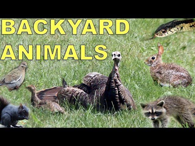 Animal Wildlife Spotted in Backyard in Ontario Canada | Turkey, Birds, Rabbits, Snake, Squirrels