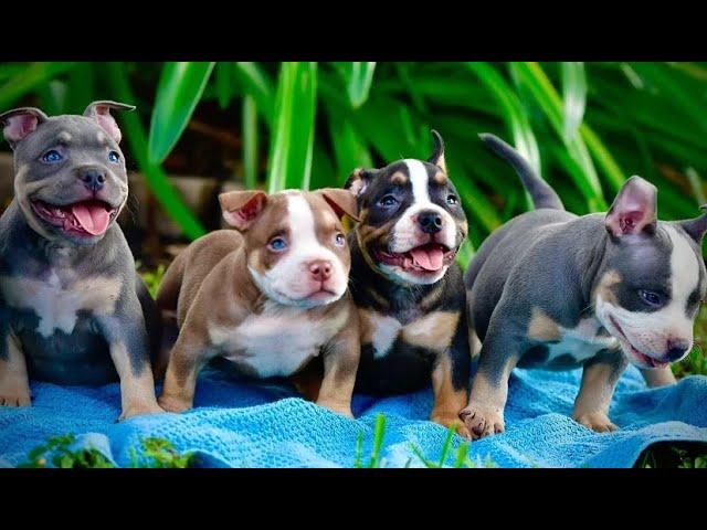 Funny & Cute American Bully Puppy Compilation