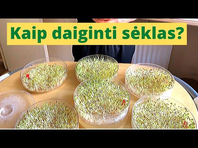 Kaip daiginti sėklas? | Daiginimas | Daigai