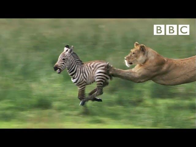 Lioness chases Zebra | Nature's Great Events - BBC