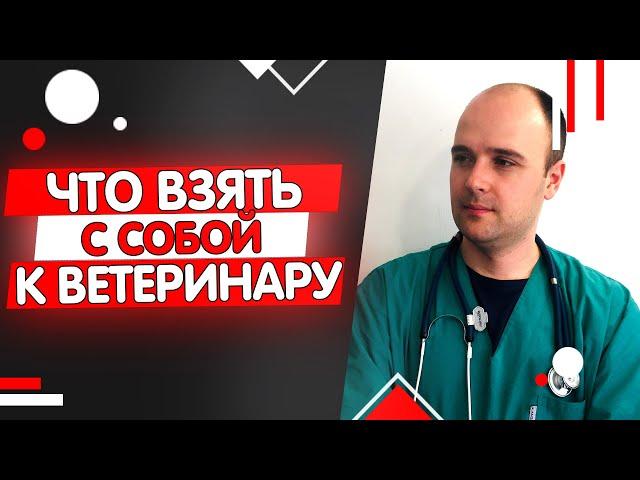 Поход к ветеринару, как подготовиться, что взять с собой