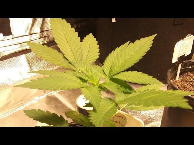 Cannabis Grow!! Indoor white widow and Lake Tahoe.