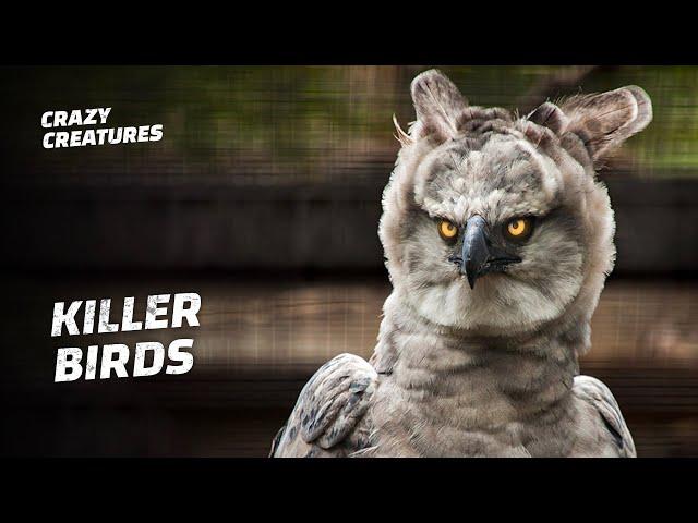 Harpy Eagles Are the Most Powerful Bird of Prey