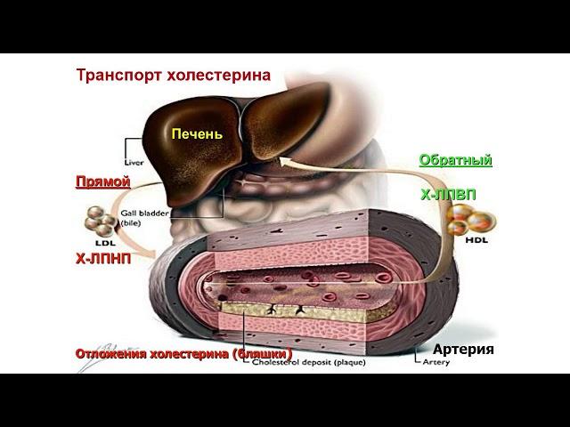 Диагностика Дислипидемии