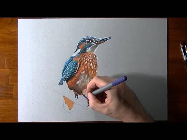 dessiner - How I draw a kingfisher