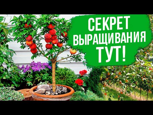 Фруктовый рай в вашем саду! Секреты косточковых культур.