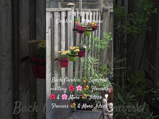 Backyard Garden 🪴 Syndrome  🪴 Squirrel visiting    Flowers  &   More  Ideas