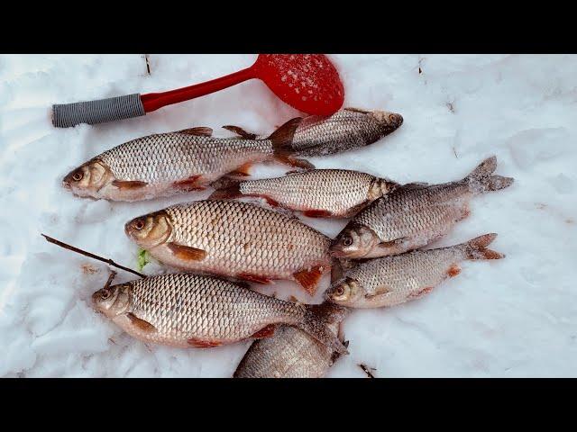 КРУПНАЯ ПЛОТВА НА БЕЗМОТЫЛКУ.