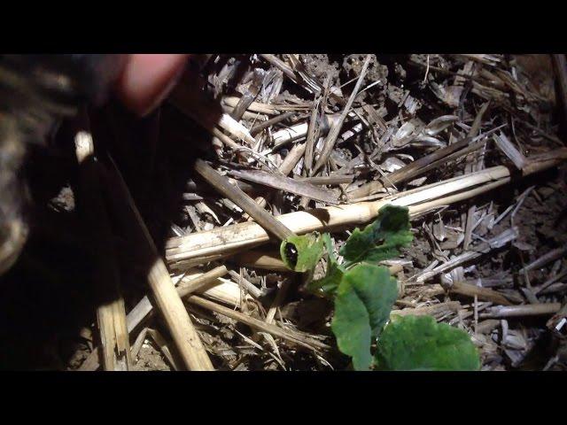 How to catch cabbage stem flea beetle - Pyrethroid resistance sampling