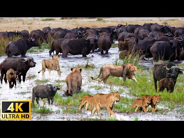 4K African Animals: Kakum National Park, Ghana - Scenic Wildlife Film With African Music