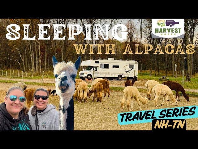 SLEEPING OVERNIGHT WITH 150 ALPACAS! STAYING IN CT AT ROARING ACRES ALPACAS USING HARVEST HOST