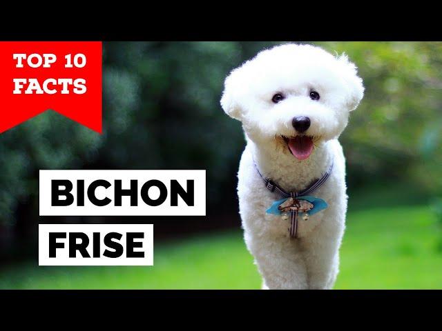 Bichon Frise - Top 10 Facts