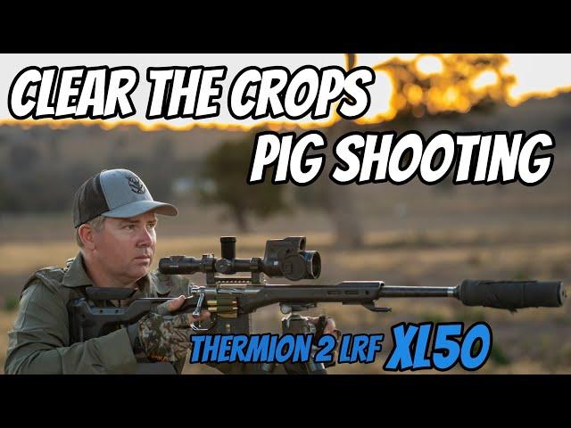 Clear the Crops || Feral Pig & Fox Shooting || 308Win Rifle & Thermion 2 LRF XL50 || Wedgetail Hawk