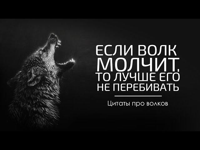 Мурашки по коже! Лучшие высказывания про волков. Цитаты афоризмы и мудрые слова