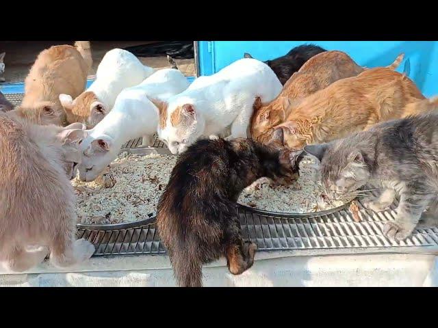 Feeding Homeless Cats, Kittens, and Puppies: A Heartwarming Journey | Animal Rescue Videos