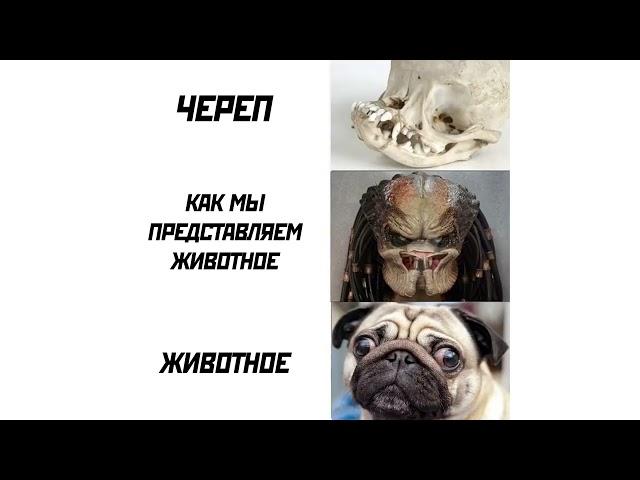 МЕМЫ МАКСА МАКСИМОВА 10 ЧАСОВ!!! СБОРНИК ЛЮТЫХ МЕМОВ!!!