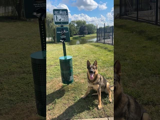 Don’t forget to pick it up  #germanshepherd #gsdofig #dogtraining #puppy #gsdpage #sk9 #fyp