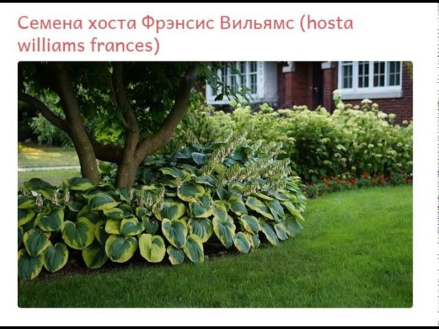 Хоста Фрэнсис Вильямс (hosta williams frances)