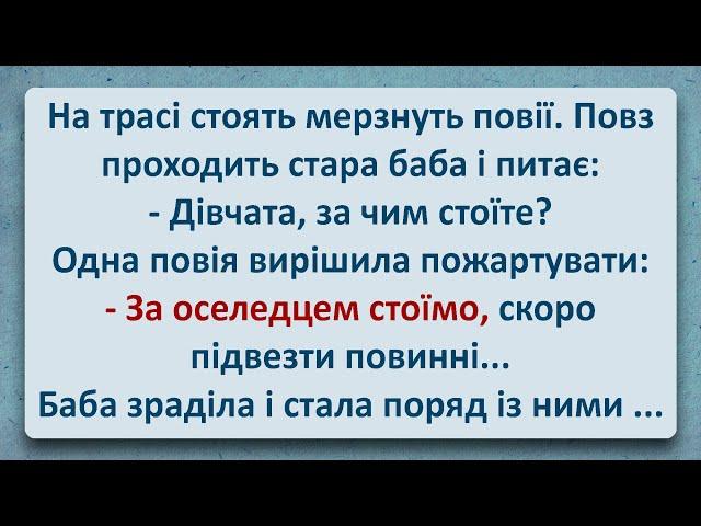  Стара Баба та Солоненький Оселедець! Українські Анекдоти та Українською! Епізод #333