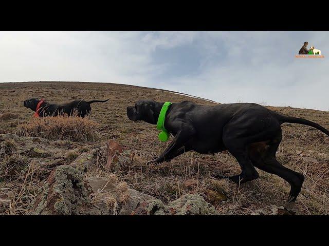 Caccia alla pernice con i Beeper Beretti - Turchia