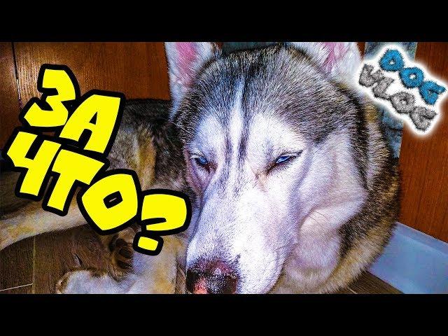 DOGVLOG: ХАСКИ ОБМАНУЛА ПОДПИСЧИЦА? ФАН-ВСТРЕЧА. РАСПАКОВКА ПОДАРКОВ. Говорящая собака