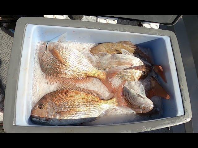 Snapper fishing at Whatipu hole Manukau Harbor