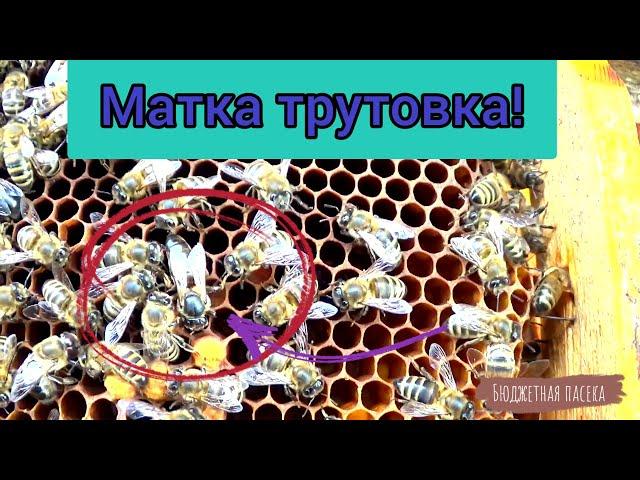 Хорошая с виду матка трутовка, яйца клеит к стенке сота. Отрутневевшая семья пчёл обречена.