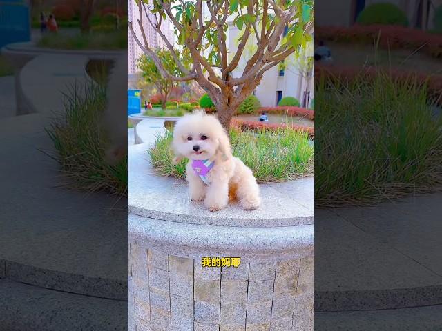 Morning walk with little lucem #shortsfeed #ytshorts #shortsvideo #shortfeed #youtubeshorts #shorts
