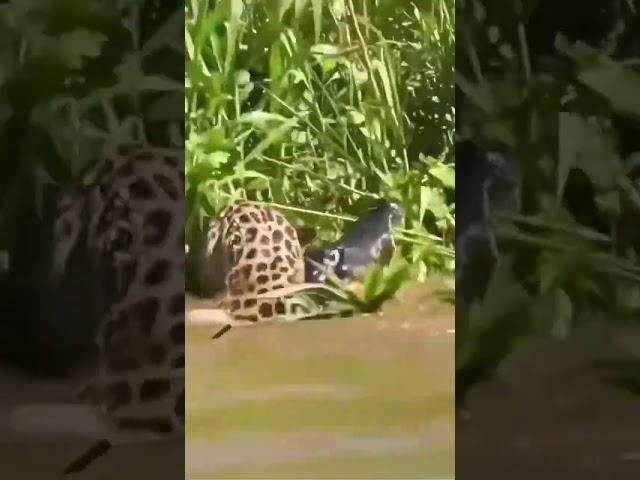 Alligator vs jaguar                                            #insanemoments #omg #trendingnow