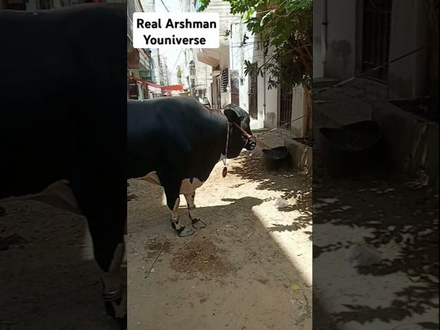 Bakra Laray Bado Badi  Big Bull Qurbani Bakra Eid #badobadi #bakralaraybadobadi #song #shorts #cow