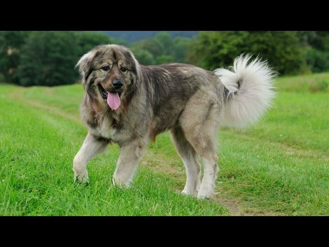 Самые Лучшие собаки для охраны дома The best dogs to guard the house