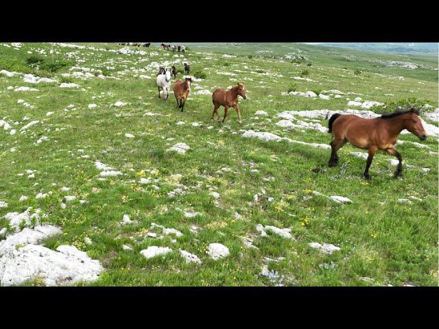 4K Video Mongolian Steppe and Stunning Herd of Wild Horses from Above | Zenful Nature