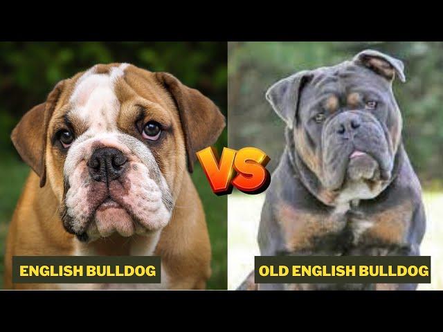 Olde English Bulldogge Vs English Bulldog - Comparison Between Two Bull Dogs