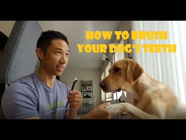 How to Brush Your Dog's Teeth! Ft. MikoTheLabradorNinja