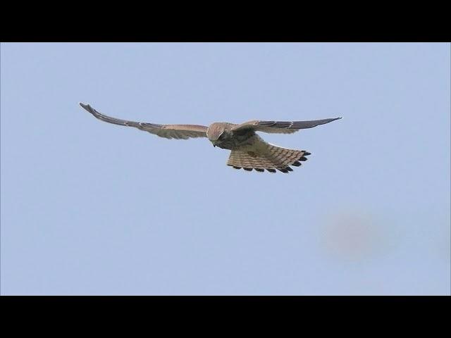 La nature en musique