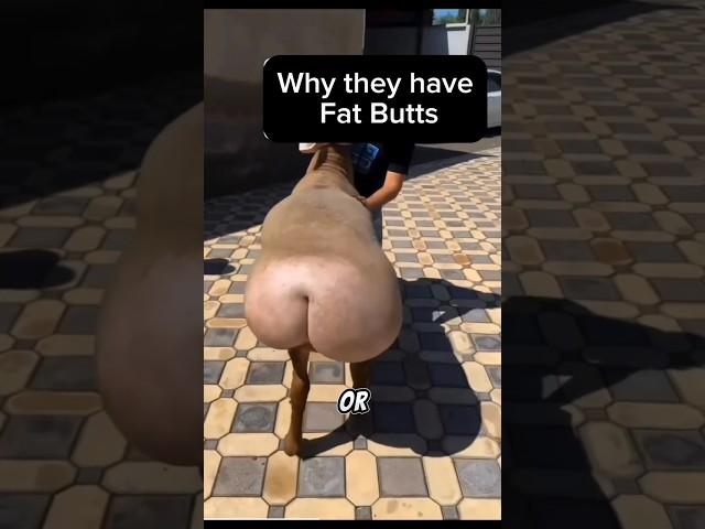 Why They Have Fat Butts: Facts You Probably Never knew About Fat Tailed Sheeps