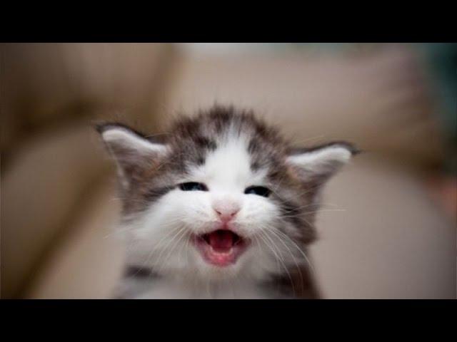 Cute and Funny Kitten Videos Compilation 2016